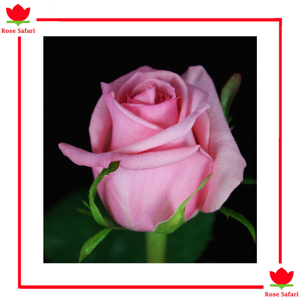 Super Premium Roses Opala - Rose Safari