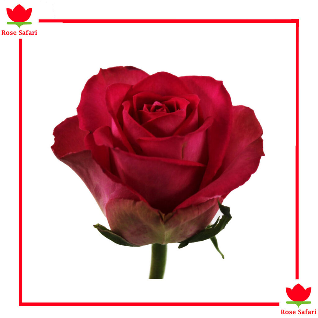Super Premium Roses Madam Pink - Rose Safari