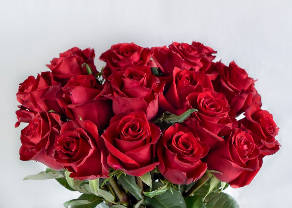 Ever Red Roses - Rose Safari