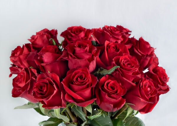 Rose Safari Kenyan Premium Roses Ever Red Roses