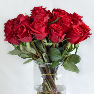 ever red premium red roses - rose safari