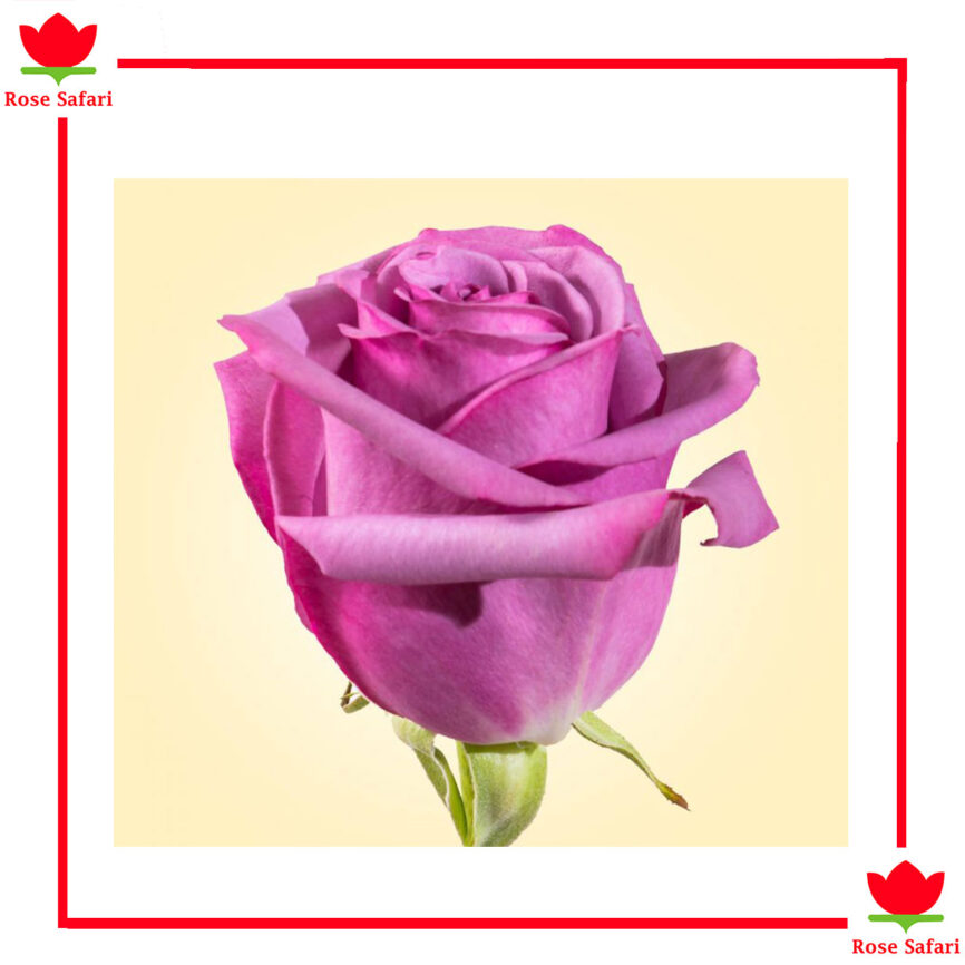 Super Premium Roses Cool Water - Rose Safari